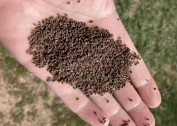 Качество Семяныча как результат выстроенной управленческой логики