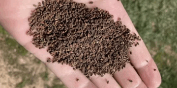 Качество Семяныча как результат выстроенной управленческой логики