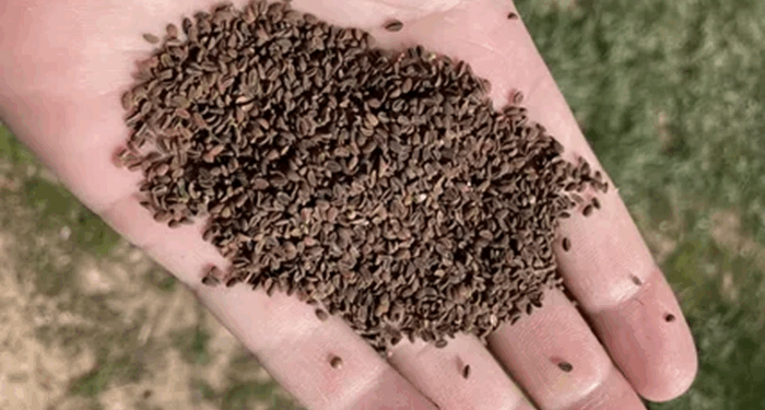 Качество Семяныча как результат выстроенной управленческой логики